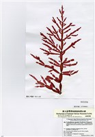 藏品(仙掌腔節藻)的圖片